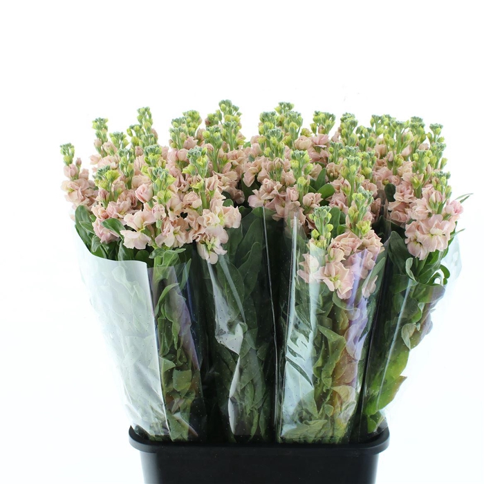 <h4>Matth Incana Iron Apricot Extra</h4>