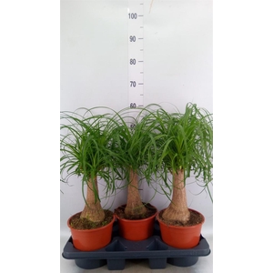 Beaucarnea recurvata