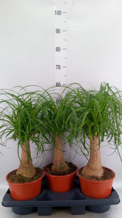 <h4>Beaucarnea recurvata</h4>
