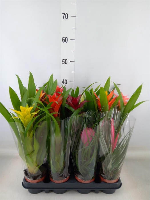 <h4>Bromelia ...mix</h4>