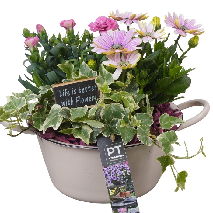 <h4>Arr.   Perkplanten L%</h4>
