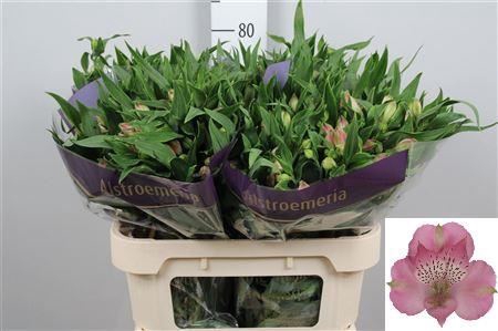 <h4>Alstroemeria  'Avianna'</h4>