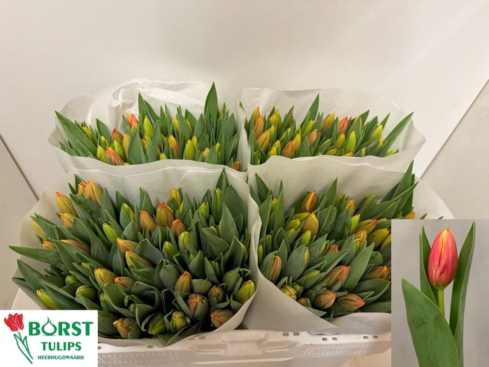 <h4>TU EN LEEN VD MARK</h4>