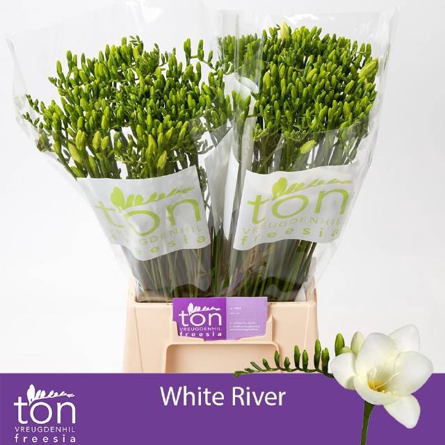 <h4>FR EN WHITE RIVER</h4>