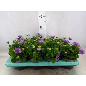Osteospermum  '3D Pink'