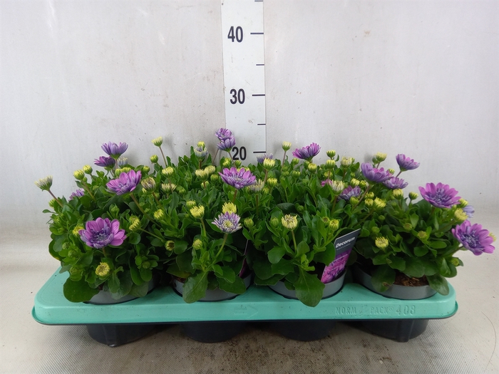 <h4>Osteospermum  '3D Pink'</h4>
