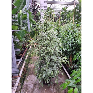 Ficus Benjamina Golden King piramide 180