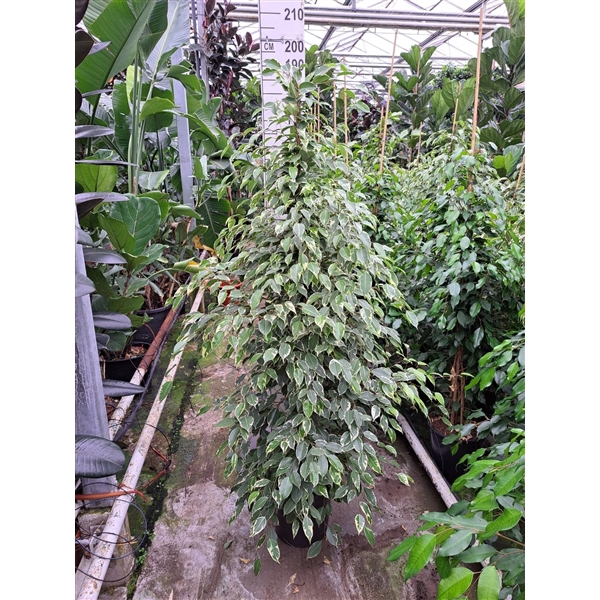 <h4>Ficus Benjamina Golden King piramide 180</h4>