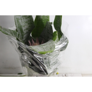 AECHMEA FASCIATA P17