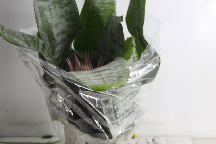 AECHMEA FASCIATA P17
