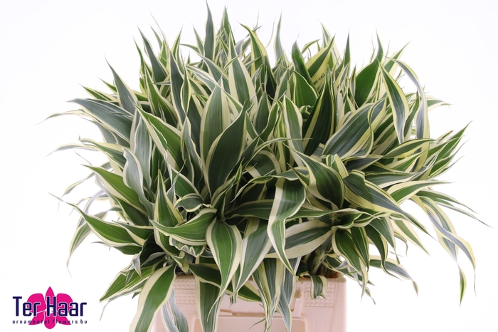 <h4>DRAC SANDERIANA</h4>