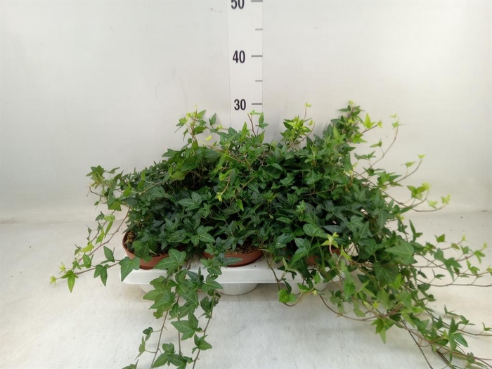 <h4>Hedera helix 'Shamrock'</h4>