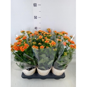 Kalanchoe  'Volcanic Orange'