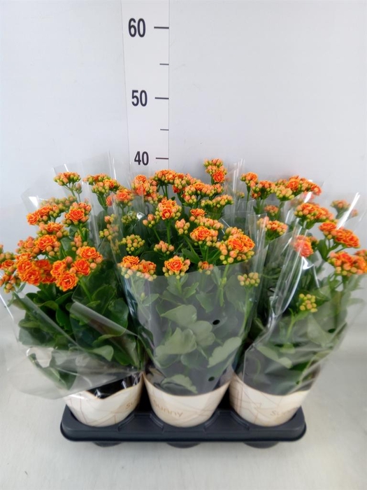 <h4>Kalanchoe  'Volcanic Orange'</h4>