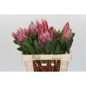 Protea Cynaroides Claire