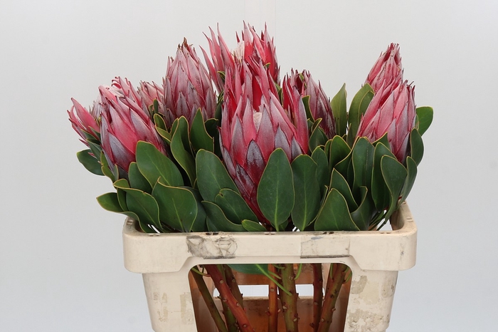 <h4>Protea Cynaroides Claire</h4>