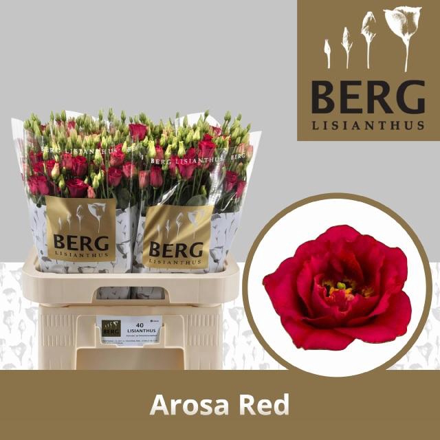 <h4>EUS G AROSA RED</h4>