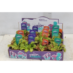 CARNIVORA DIONAEA P09