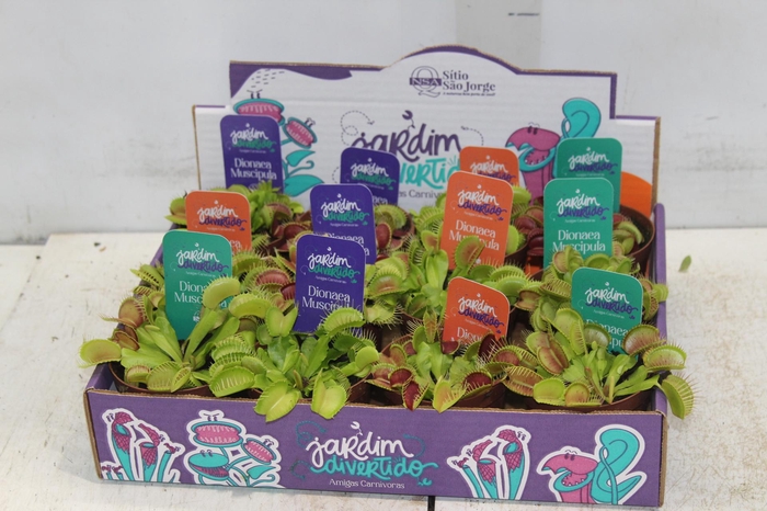 <h4>CARNIVORA DIONAEA P09</h4>