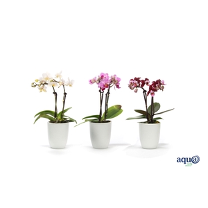 Hugo White Tiny Dolls Mix 2T10+ Aqu@