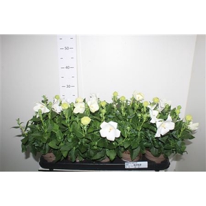 Platyco Gr Astra Whi