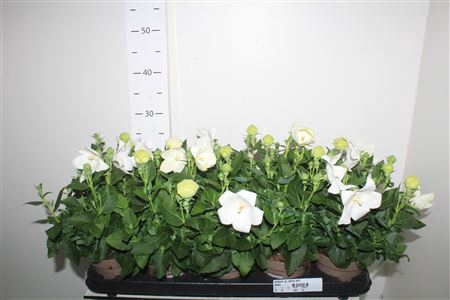 <h4>Platyco Gr Astra Whi</h4>