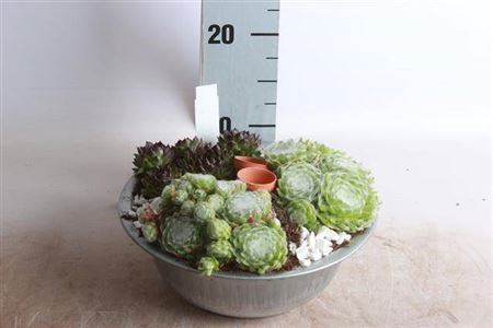 <h4>ARR SEMPERVIVUM</h4>
