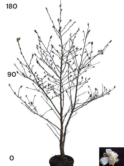 <h4>MAGN STELLATA OV</h4>