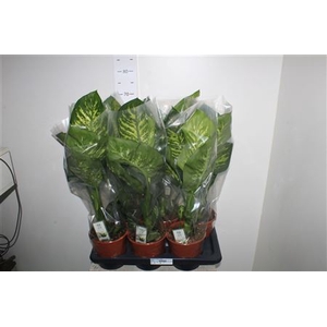 Dieff Se Tropic Snow