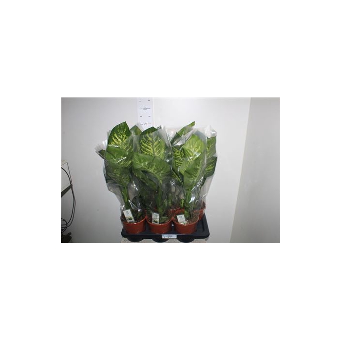 <h4>Dieff Se Tropic Snow</h4>