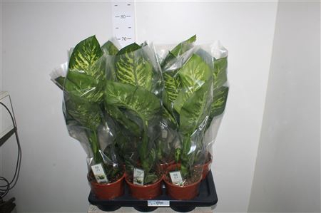 <h4>Dieff Se Tropic Snow</h4>