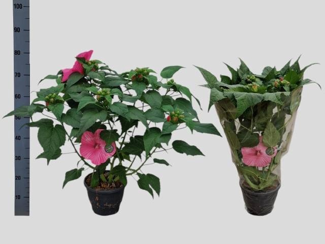 <h4>HIBISCUS M EX H P IM</h4>