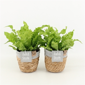 Asplenium Crispy Wave in Basket