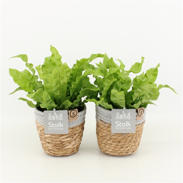 <h4>Asplenium Crispy Wave in Basket</h4>