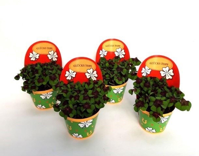 <h4>Oxalis deppei</h4>