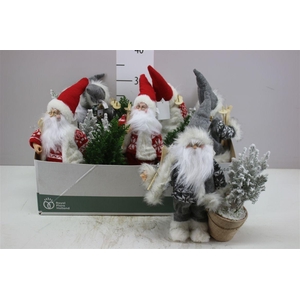 Chamaecyparis La Ellwoodii Snow Green Santa