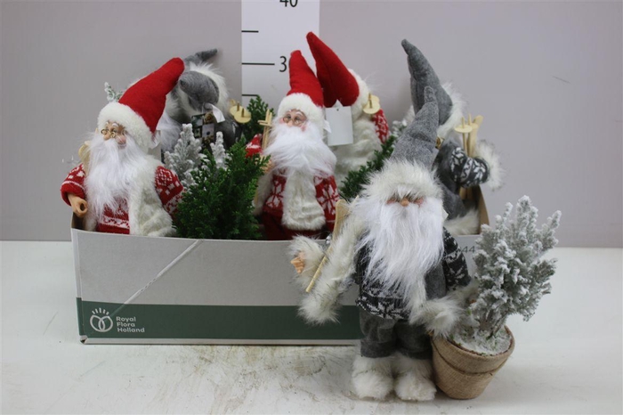 <h4>Chamaecyparis La Ellwoodii Snow Green Santa</h4>