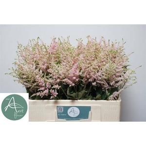 Astilbe Europa Aert