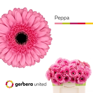 Gerbera Peppa Water
