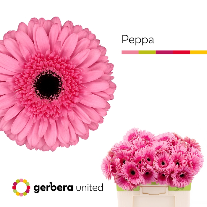 <h4>Gerbera Peppa Water</h4>