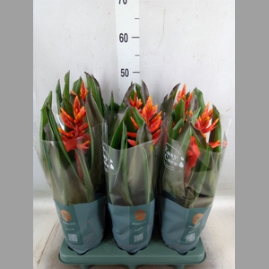 Aechmea  'Pepita Elegant Flames'