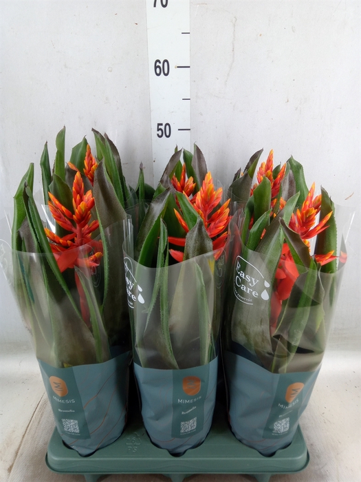 <h4>Aechmea  'Pepita Elegant Flames'</h4>