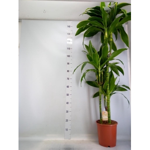 Dracaena fr de 'Art'