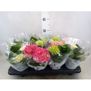 Hydrangea mac.   ...mix