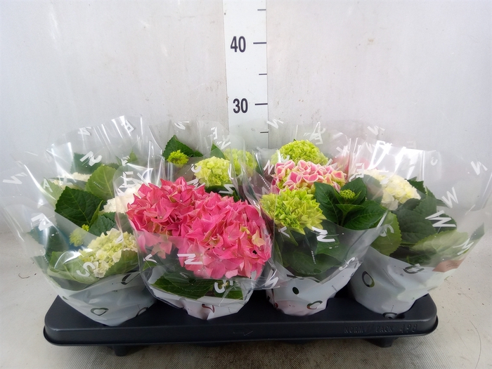 <h4>Hydrangea mac.   ...mix</h4>