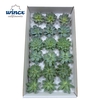 Echeveria Green Mix (Wincx) Cutfl (6 Spcs)