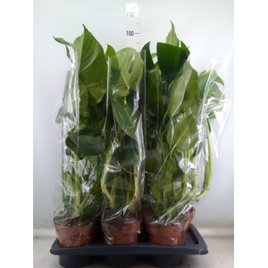 Monstera delic.