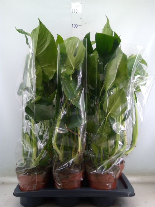 <h4>Monstera delic.</h4>