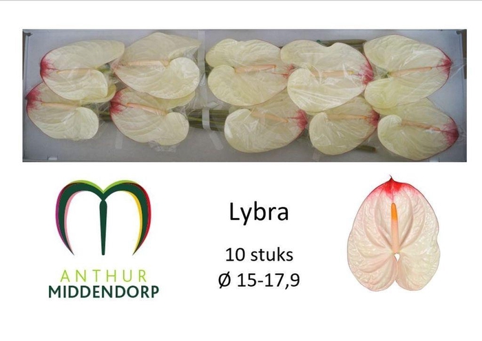 <h4>Anthurium lybra</h4>