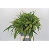 Setaria Italica Volle Melk